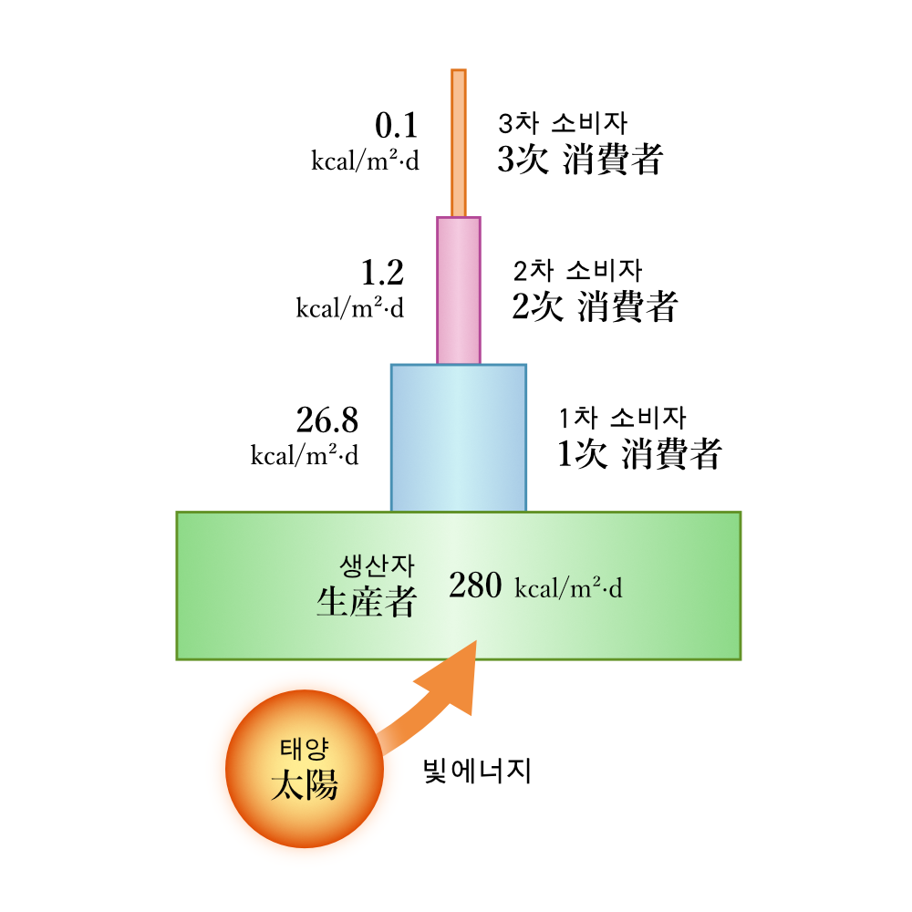 에너지 피라미드